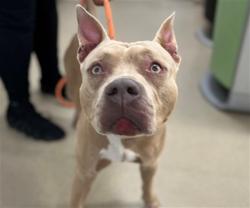 Shelter Stray Male Dog last seen Near BLOCK N A1A, FORT LAUDERDALE FL 33304, 2400 SW 42nd St, Fort Lauderdale, FL 33312, USA