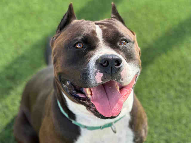 Shelter Stray Female Dog last seen FND ON QUARRY RD, 5821 Sweetwater Rd, Bonita, CA 91902, USA