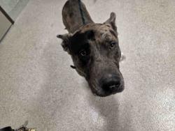 Shelter Stray Male Dog last seen TELFORD RD, 5821 Sweetwater Rd, Bonita, CA 91902, USA