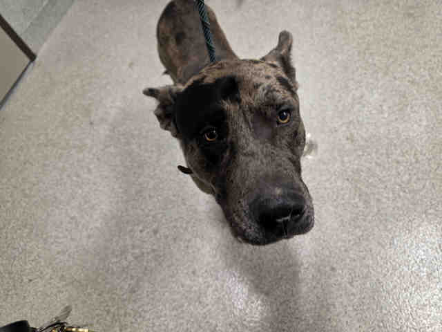 Shelter Stray Male Dog last seen TELFORD RD, 5821 Sweetwater Rd, Bonita, CA 91902, USA