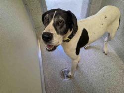 Shelter Stray Female Dog last seen SLOAN CANYON RD, 5821 Sweetwater Rd, Bonita, CA 91902, USA