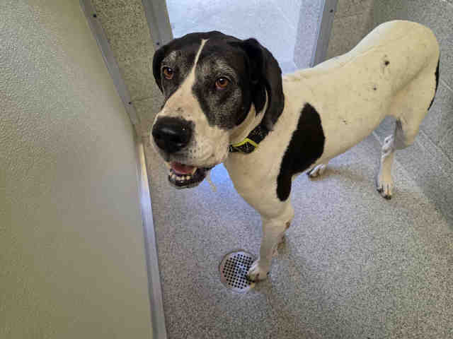 Shelter Stray Female Dog last seen SLOAN CANYON RD, 5821 Sweetwater Rd, Bonita, CA 91902, USA