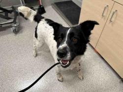Shelter Stray Female Dog last seen SLOAN CANYON RD, 5821 Sweetwater Rd, Bonita, CA 91902, USA