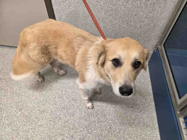 Shelter Stray Female Dog last seen , 5821 Sweetwater Rd, Bonita, CA 91902, USA