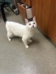 Shelter Stray Male Cat last seen Near BLOCK W 5620, 4522 W 3500 S, West Valley City, UT 84120, USA