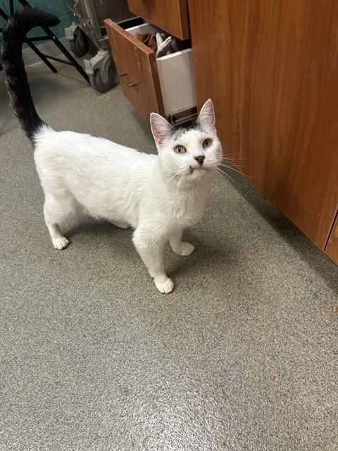 Shelter Stray Male Cat last seen Near BLOCK W 5620, 4522 W 3500 S, West Valley City, UT 84120, USA