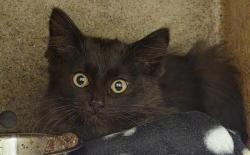 Shelter Stray Unknown Cat last seen Near BLOCK W 2590 S, WEST VALLEY CITY UT 84119, 4522 W 3500 S, West Valley City, UT 84120, USA