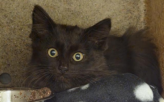 Shelter Stray Unknown Cat last seen Near BLOCK W 2590 S, WEST VALLEY CITY UT 84119, 4522 W 3500 S, West Valley City, UT 84120, USA