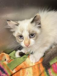 Shelter Stray Female Cat last seen Near BLOCK S 4800, 4522 W 3500 S, West Valley City, UT 84120, USA