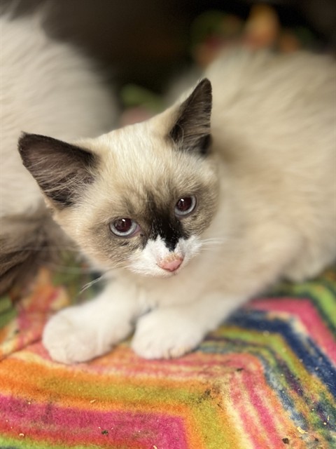 Shelter Stray Male Cat last seen Near BLOCK S 4800, 4522 W 3500 S, West Valley City, UT 84120, USA