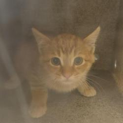 Shelter Stray Male Cat last seen Near BLOCK S EDGEWARE LN, 4522 W 3500 S, West Valley City, UT 84120, USA