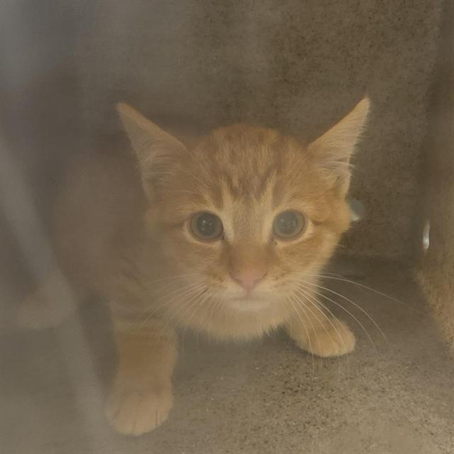 Shelter Stray Male Cat last seen Near BLOCK S EDGEWARE LN, 4522 W 3500 S, West Valley City, UT 84120, USA