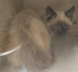 Shelter Stray Unknown Cat last seen Near BLOCK W MIERA LN, 4522 W 3500 S, West Valley City, UT 84120, USA