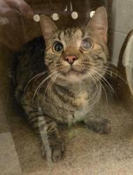 Shelter Stray Female Cat last seen Near BLOCK W BROOK RIDGE LN, TAYLORSVILLE UT 84123, 4522 W 3500 S, West Valley City, UT 84120, USA