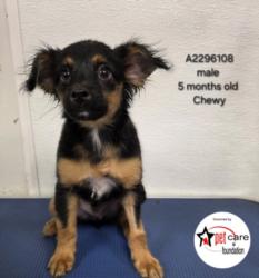 Shelter Stray Male Dog last seen , 3201 Lacy St, Los Angeles, CA 90031, USA