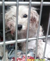 Shelter Stray Female Dog last seen N COUNCIL RD & NW 50TH ST 73132, 2811 SE 29th St, Oklahoma City, OK 73129, USA