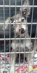 Shelter Stray Male Dog last seen N COUNCIL RD & NW 50TH ST 73132, 2811 SE 29th St, Oklahoma City, OK 73129, USA