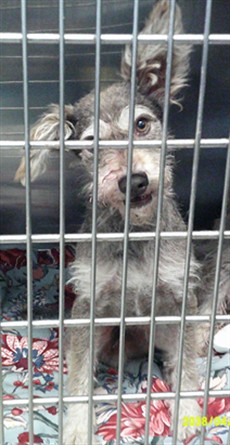 Shelter Stray Male Dog last seen N COUNCIL RD & NW 50TH ST 73132, 2811 SE 29th St, Oklahoma City, OK 73129, USA