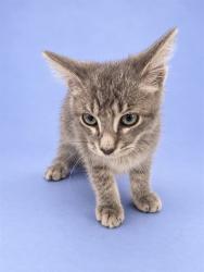 Shelter Stray Male Cat last seen DOVER ST, 1601 Airport Rd, Shelby, NC 28150, USA