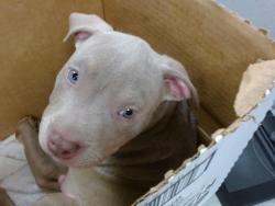 Shelter Stray Male Dog last seen I 240SUNNYLANE, 2811 SE 29th St, Oklahoma City, OK 73129, USA