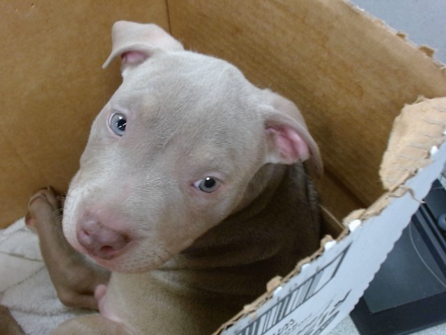 Shelter Stray Male Dog last seen I 240SUNNYLANE, 2811 SE 29th St, Oklahoma City, OK 73129, USA