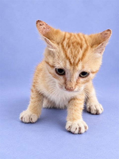 Shelter Stray Male Cat last seen DOVER ST, 1601 Airport Rd, Shelby, NC 28150, USA