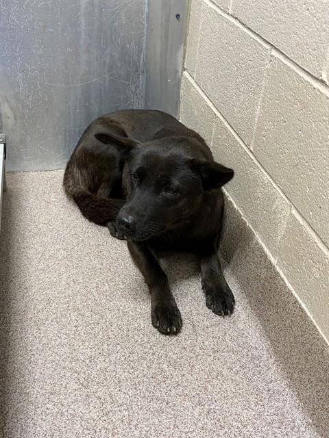 Shelter Stray Female Dog last seen MCKINNEY RD, 1601 Airport Rd, Shelby, NC 28150, USA
