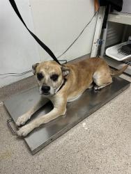 Shelter Stray Male Dog last seen Near BLOCK LIERLY AVE, TAFT CA 93268, 3951 Fruitvale Ave, Bakersfield, CA 93308, USA