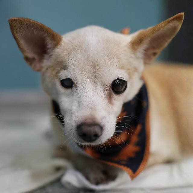 Shelter Stray Female Dog last seen FOUND AT CLAUDE BLACK, 4710 TX-151, San Antonio, TX 78227, USA