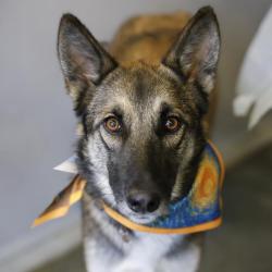 Shelter Stray Female Dog last seen N PARK BLVD, 4710 TX-151, San Antonio, TX 78227, USA