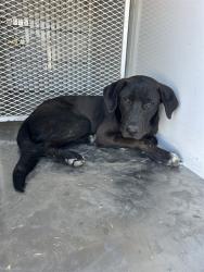 Shelter Stray Male Dog last seen Near SULLIVAN RD, BUTTONWILLOW CA 93206, 3951 Fruitvale Ave, Bakersfield, CA 93308, USA