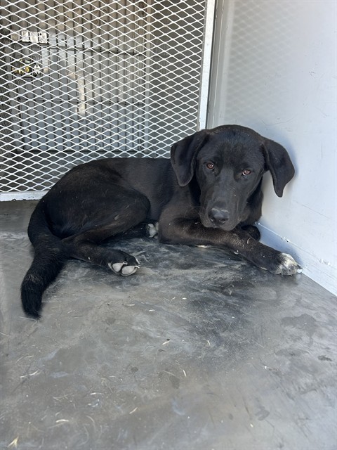 Shelter Stray Male Dog last seen Near SULLIVAN RD, BUTTONWILLOW CA 93206, 3951 Fruitvale Ave, Bakersfield, CA 93308, USA
