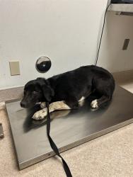 Shelter Stray Female Dog last seen Near SULLIVAN RD, BUTTONWILLOW CA 93206, 3951 Fruitvale Ave, Bakersfield, CA 93308, USA