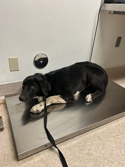 Shelter Stray Female Dog last seen Near SULLIVAN RD, BUTTONWILLOW CA 93206, 3951 Fruitvale Ave, Bakersfield, CA 93308, USA
