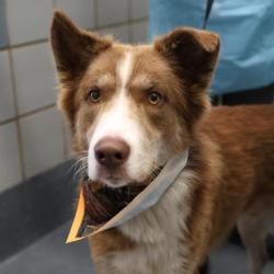 Shelter Stray Male Dog last seen E PALFREY ST, 4710 TX-151, San Antonio, TX 78227, USA