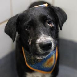 Shelter Stray Male Dog last seen GWENDA LEA, 4710 TX-151, San Antonio, TX 78227, USA