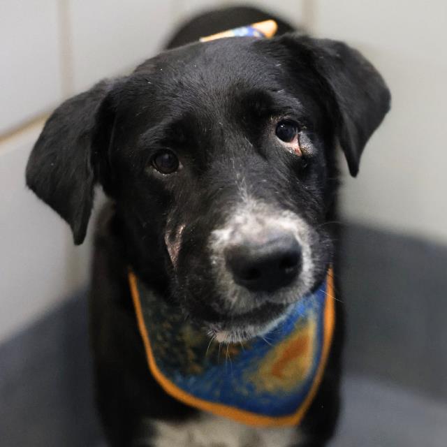 Shelter Stray Male Dog last seen GWENDA LEA, 4710 TX-151, San Antonio, TX 78227, USA