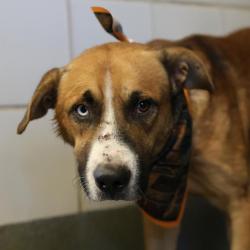 Shelter Stray Male Dog last seen JOE BLANKS AND SW 39TH, 4710 TX-151, San Antonio, TX 78227, USA
