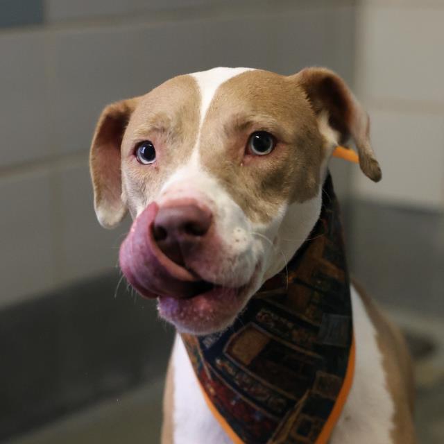 Shelter Stray Female Dog last seen Near BLOCK VANCE JACKSON, 4710 TX-151, San Antonio, TX 78227, USA
