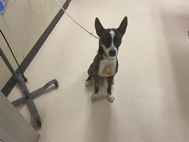 Shelter Stray Male Dog last seen , 3839 W Burnham St, West Milwaukee, WI 53215, USA