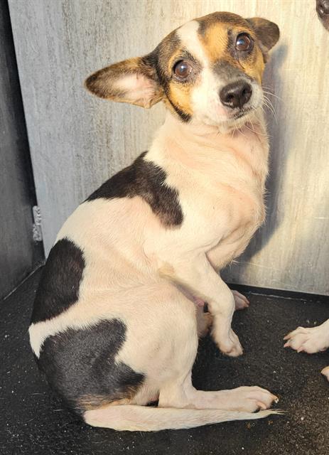 Shelter Stray Female Dog last seen ALBIN DR & VANDIVER, 4710 TX-151, San Antonio, TX 78227, USA