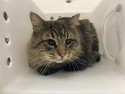 Shelter Stray Male Cat last seen Near BLOCK S PACKARD AVE, 3839 W Burnham St, West Milwaukee, WI 53215, USA
