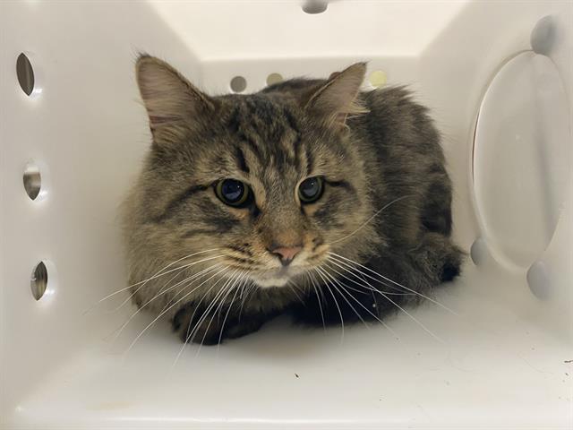 Shelter Stray Male Cat last seen Near BLOCK S PACKARD AVE, 3839 W Burnham St, West Milwaukee, WI 53215, USA