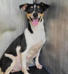 Shelter Stray Female Dog last seen ALBIN DR & VANDIVER, 4710 TX-151, San Antonio, TX 78227, USA