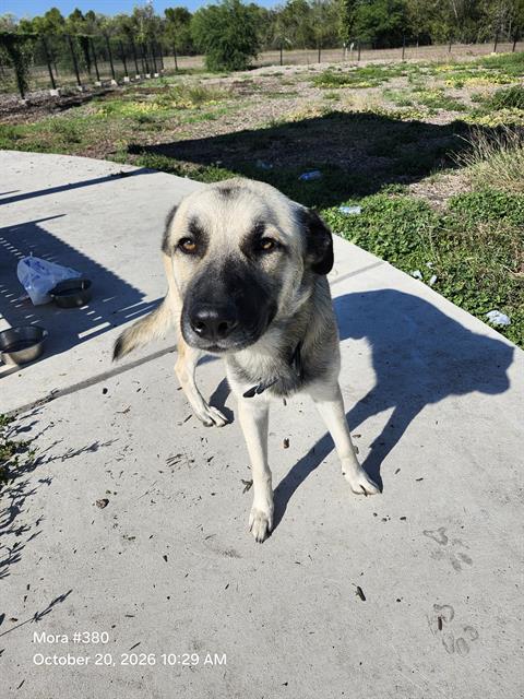 Shelter Stray Male Dog last seen Near BLOCK GIBBS-SPRAWL RD, 4710 TX-151, San Antonio, TX 78227, USA