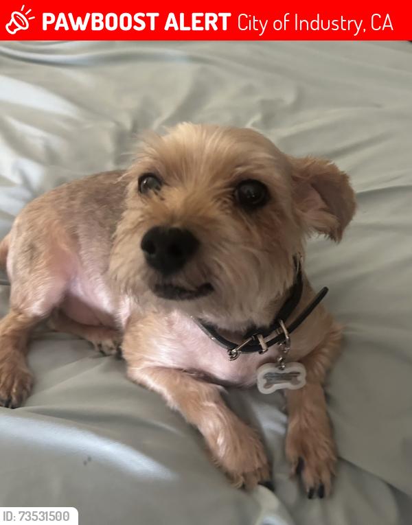 Lost Male Dog last seen Valley Blvd and Pomona st walnut, City of Industry, CA 91789