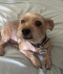 Lost Male Dog last seen Valley Blvd and Pomona st walnut, City of Industry, CA 91789