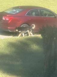 Found/Stray Unknown Dog last seen ashlyn ct, Austell, GA 30168