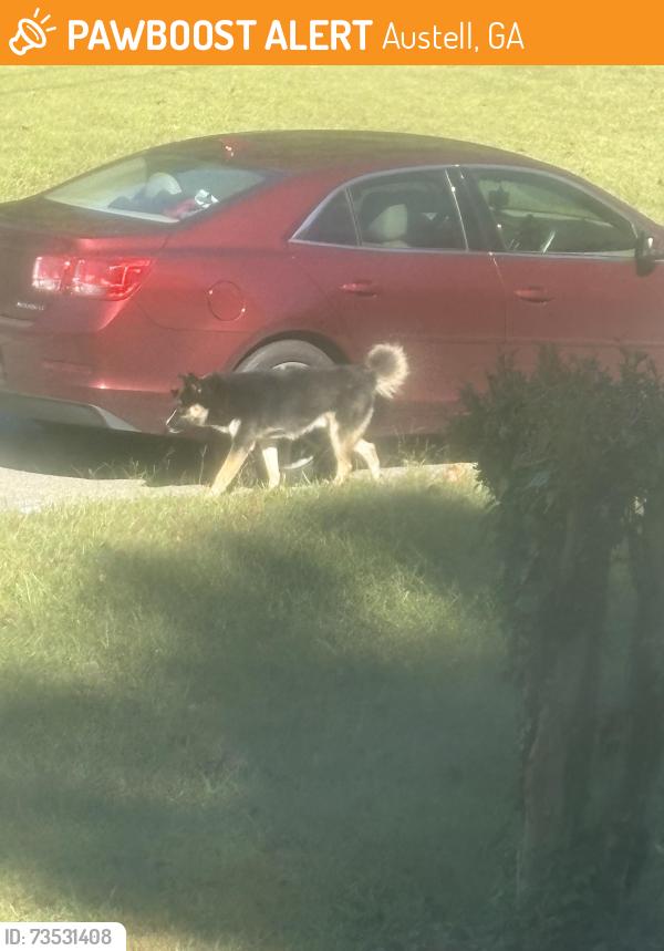 Found/Stray Unknown Dog last seen ashlyn ct, Austell, GA 30168