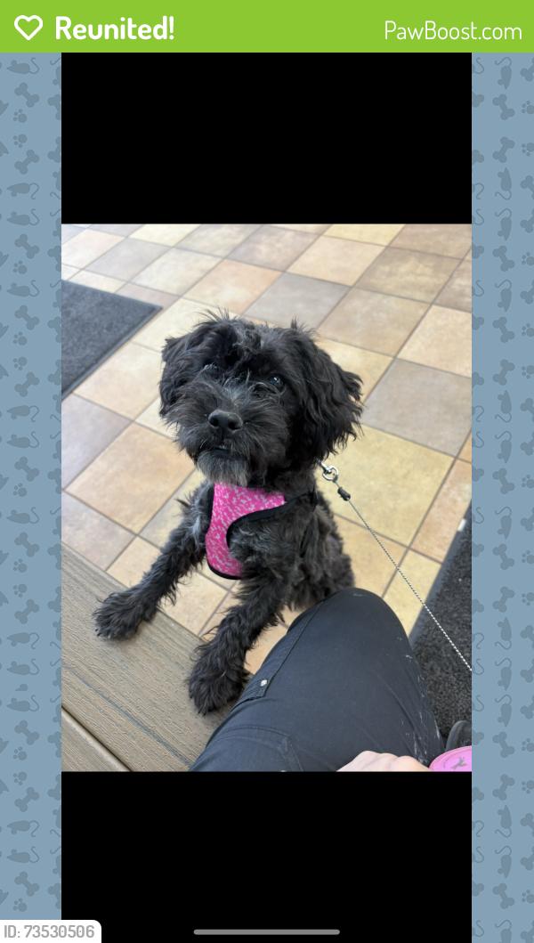 Reunited Female Dog last seen Grange Hall Cir Thornton, CO 80229 United States, Thornton, CO 80229